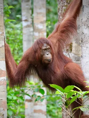 Orangs-outans : nos frères de la forêt