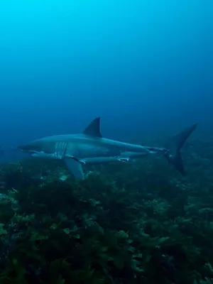 Sur la piste des requins : une exploration océanique