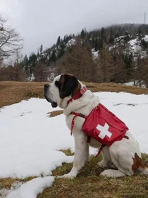 Hélène et les animaux