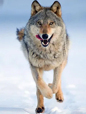 Le loup, un vagabond sans frontière