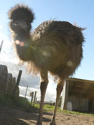 L'Incroyable ferme des Pols