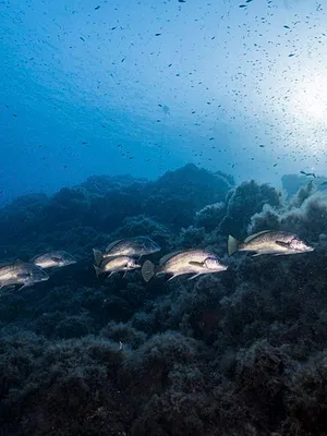Chasse sous-marine en club