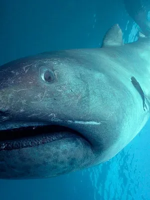 Etranges requins