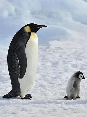 Une saison au zoo