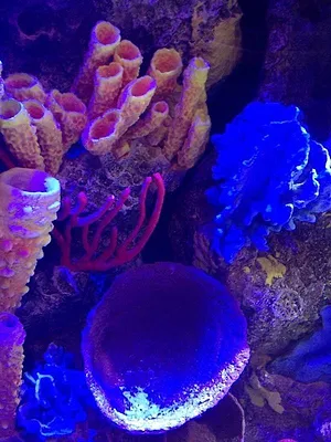 Les rois des aquariums