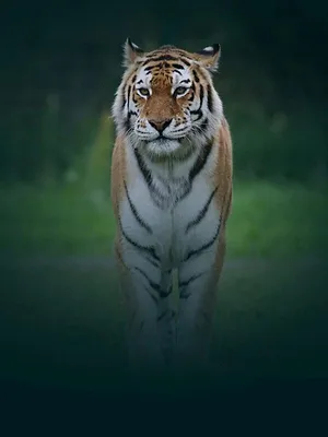 Animal Park