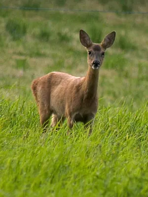 Les belles coiffes du Limousin