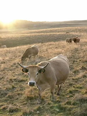 Toi l'Auvergnat, quand tu mangeras !