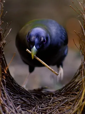 Les survivants ultimes de la nature