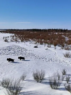 Alaska : nouvelle vie