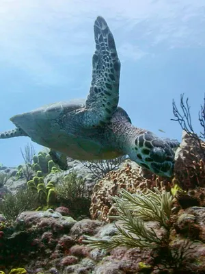 Le monde des océans