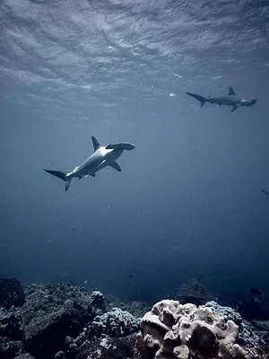 Au plus près des requins