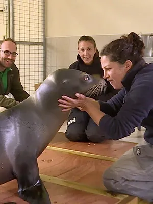 Vétérinaires, leur vie en direct