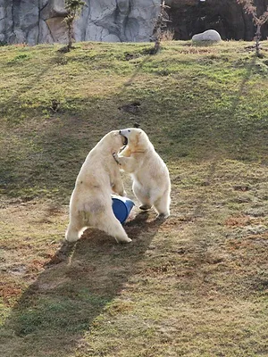 Vétérinaires de l'Arctique