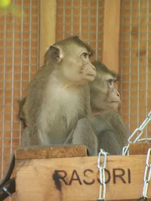 La Tanière, le zoo-refuge de l'espoir