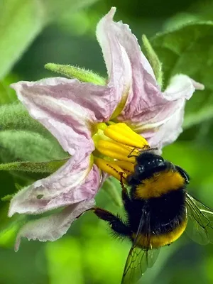 Bonnes nouvelles de la planète