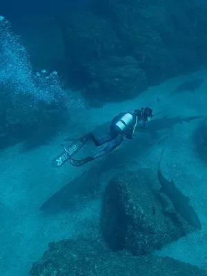 Sur la piste des requins : une exploration océanique