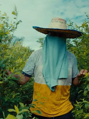 Addicted: Inside the Global Drugs Trade