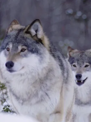 L'imagier animé de Koumi S1 E10