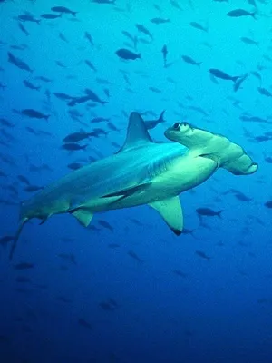 OceanXplorers