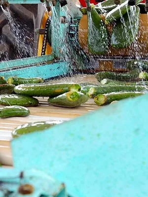Cactus, l'or vert du Mexique