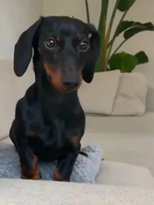 Le grand bêtisier des animaux