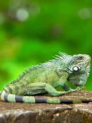 Invitation au voyage