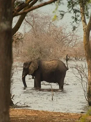 Le lac Tanganyika, géant africain