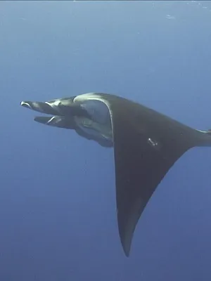 L'imagier animé de Koumi S1 E8