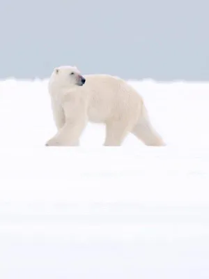 Pif et Hercule se mettent au vert S1 E11