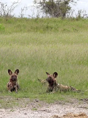 Démocraties animales