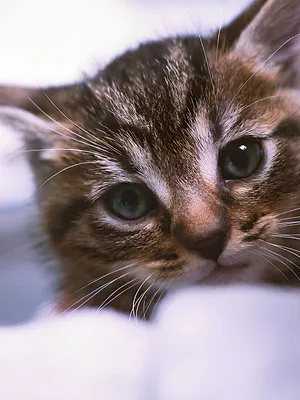 Chiens et chats sans collier