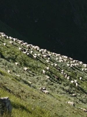 Mort de l'ourse Cannelle, la blessure pyrénéenne