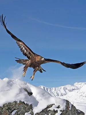 Voyage au coeur des Alpes