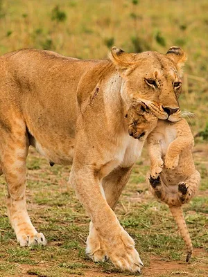 Quand les hyènes défient les lions