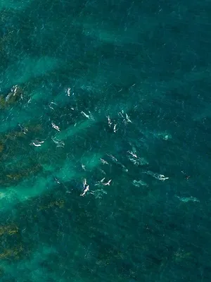 Sur la piste des requins : une exploration océanique