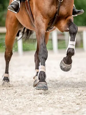 Equitation : Jumping international de Dinard