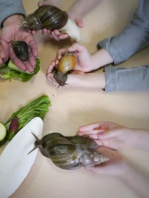 Anna und die Haustiere