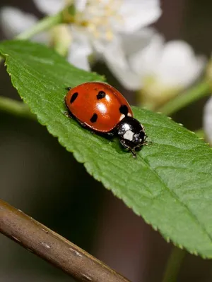 Wie sähe die Welt ohne Insekten aus?