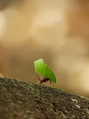 Anna und die wilden Tiere