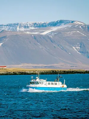 Le concombre de mer, super-héros d'Islande