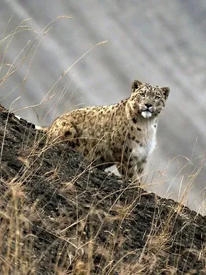 Himalaya, la quête du léopard des neiges