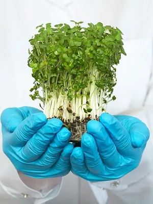 Órbita Laika