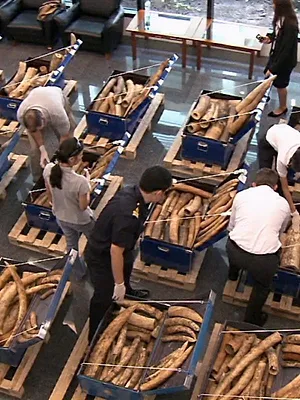 Crimes contre la nature