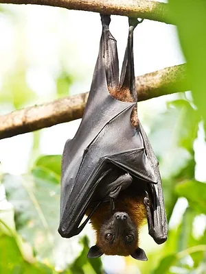Les superpouvoirs des animaux