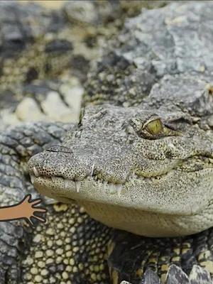 L'imagier animé de Koumi S1 E12