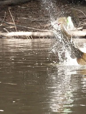 Welcome to the Jungle