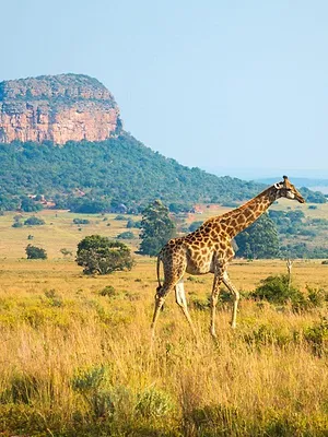 Op safari