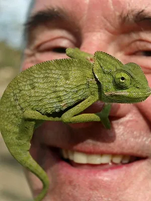 Chasseur de serpents