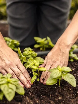 L'agriculture : nourrir aujourd'hui, préserver demain